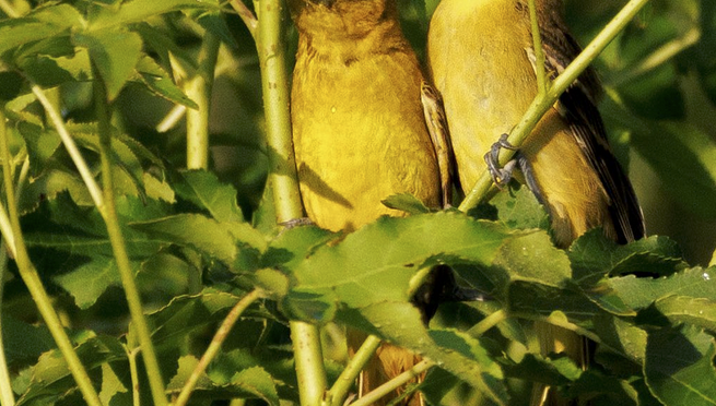 Orchard Orioles at Dix Park in Raleigh NC